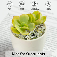 FANTIAN in succulent pot displaying neat top-dressing and reduced soil splash