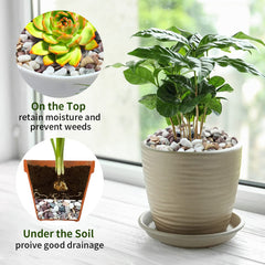 FANTIAN used in a succulent pot to prevent soil splash and improve appearance