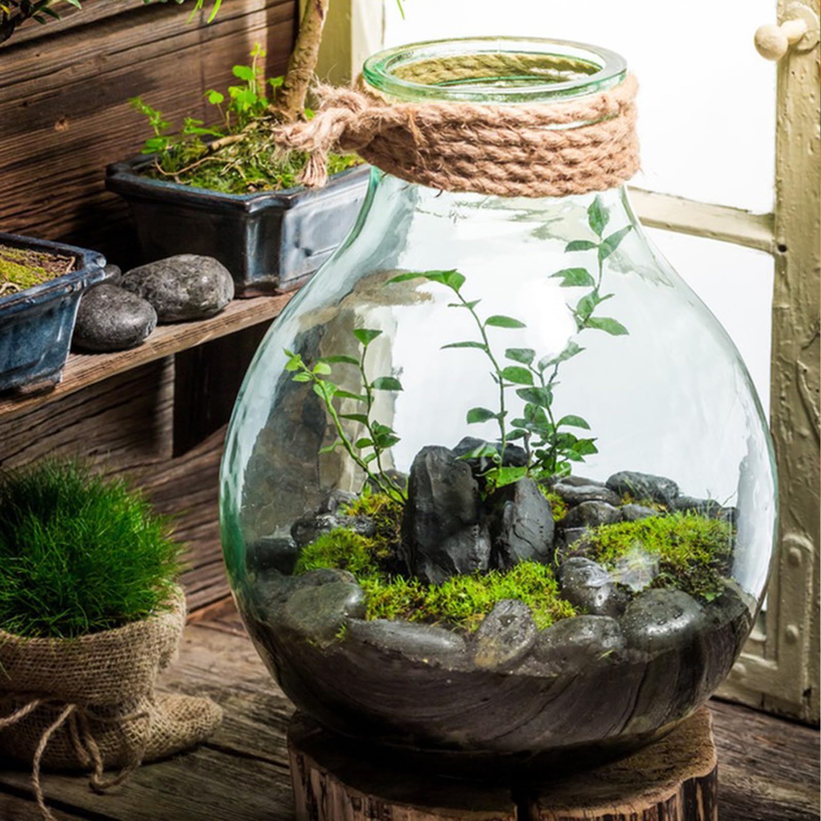 FANTIAN pebbles in pot giving plants a clean finished look and moisture benefit