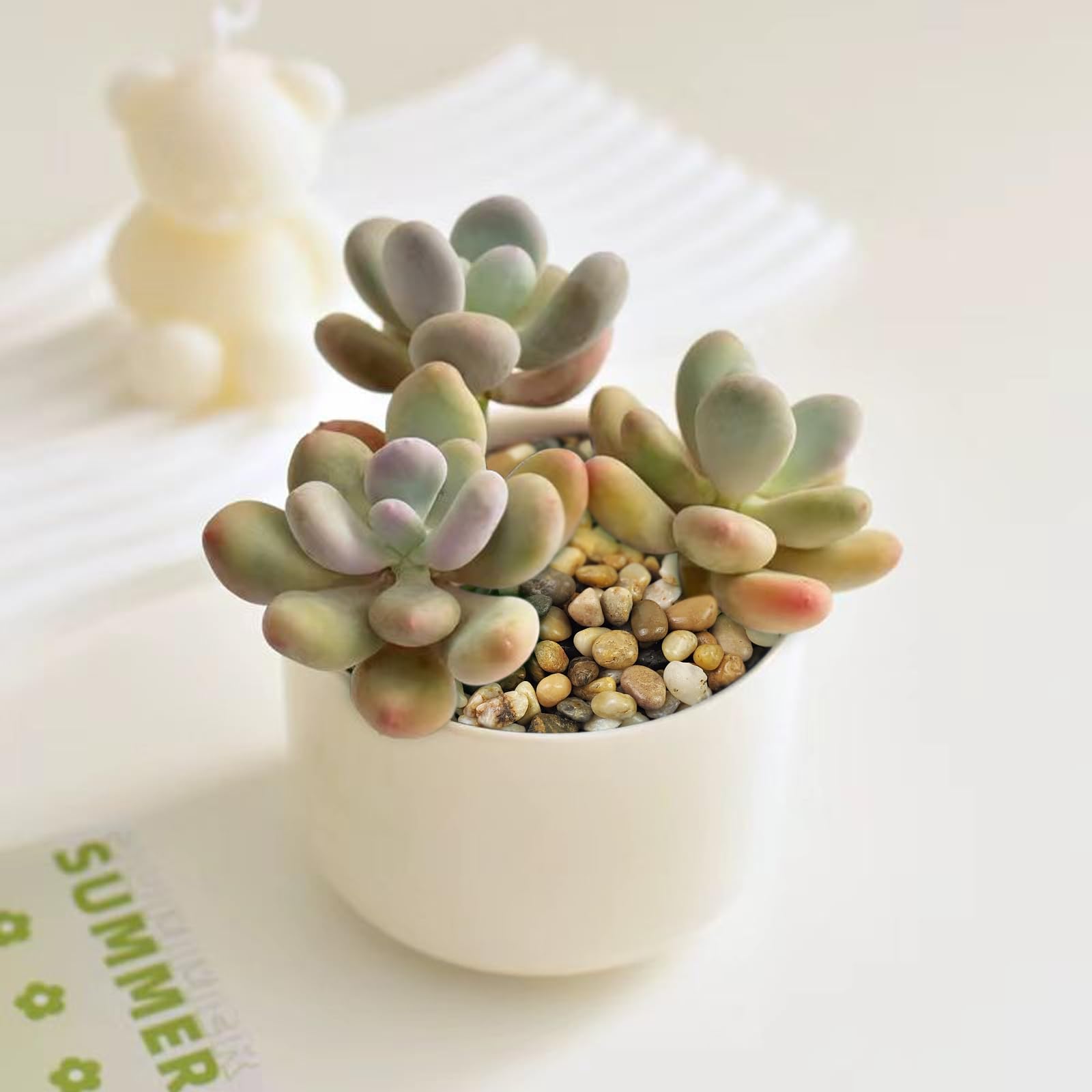 FANTIAN top-dressed succulent pot, moisture retention and neat appearance benefit