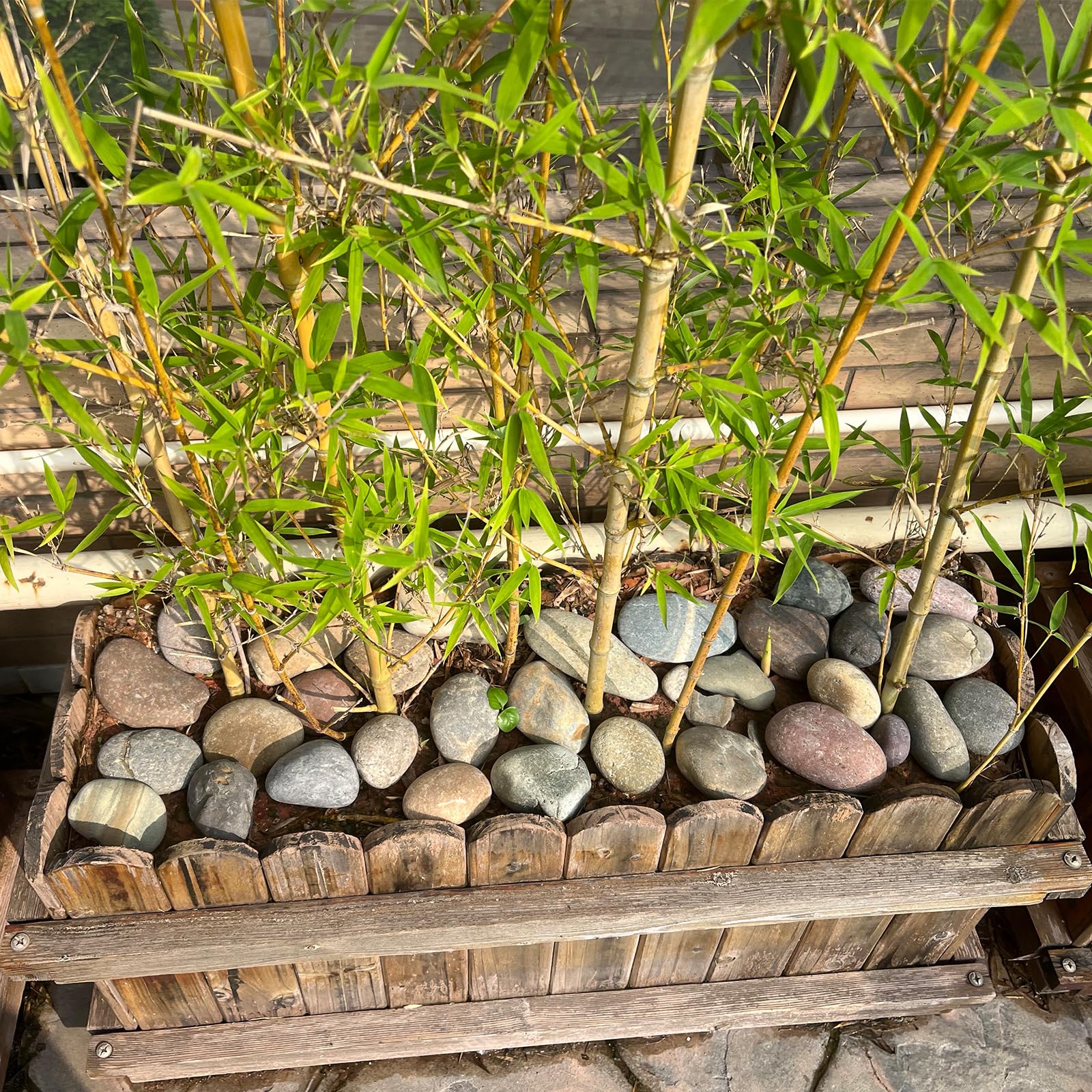 FANTIAN river rocks layered in a terrarium, creating structure and humidity control