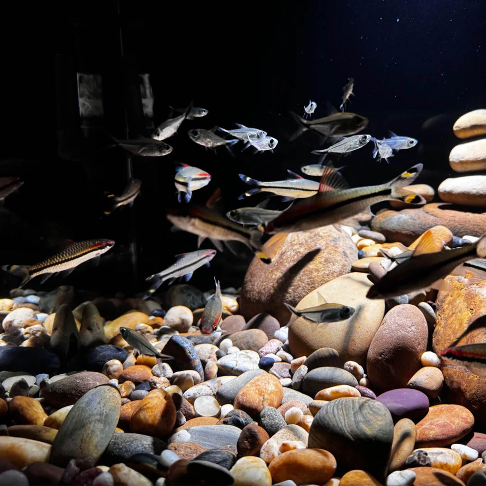 FANTIAN terrarium view with smooth stones creating a safe reptile surface
