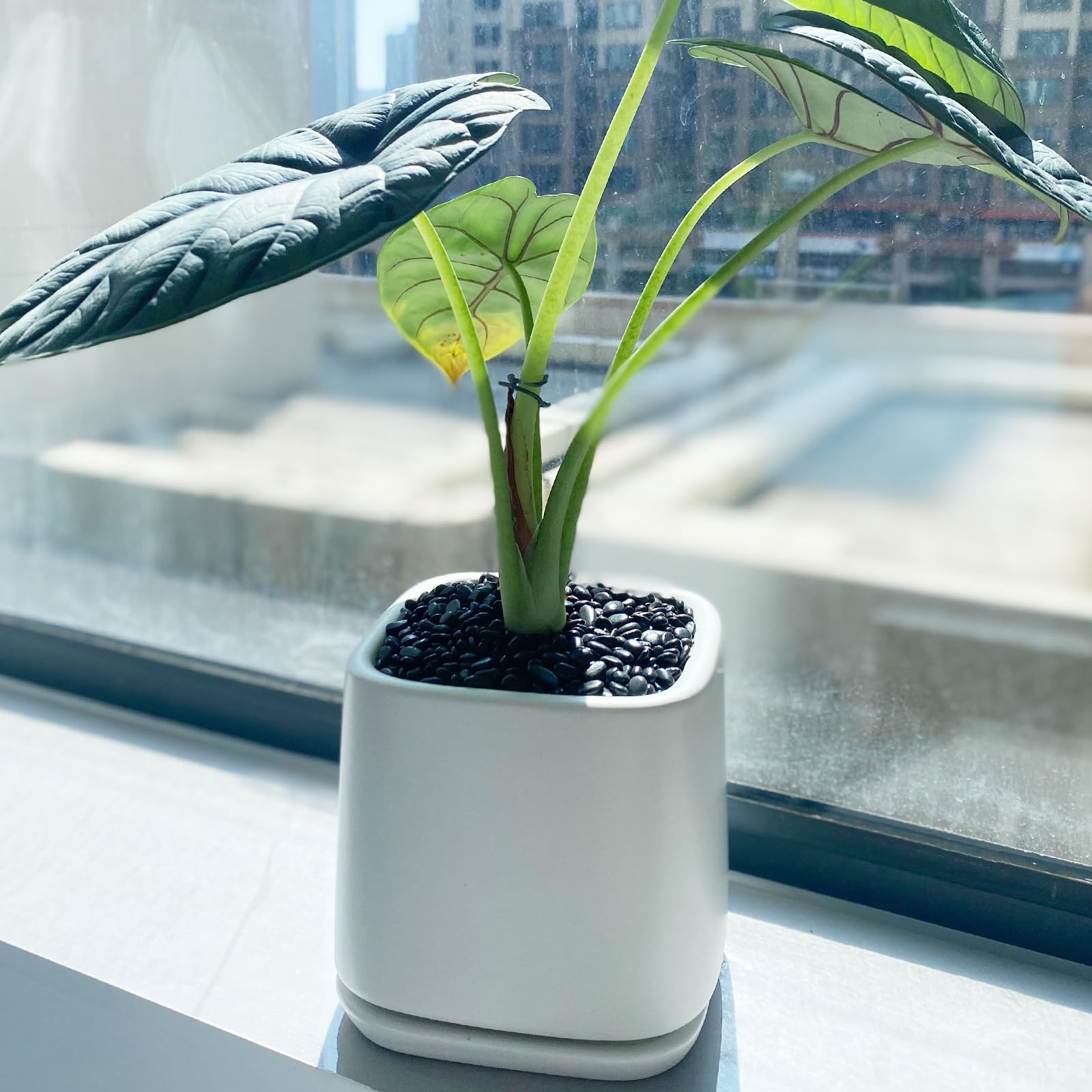 FANTIAN pebbles used as vase filler with clean modern styling