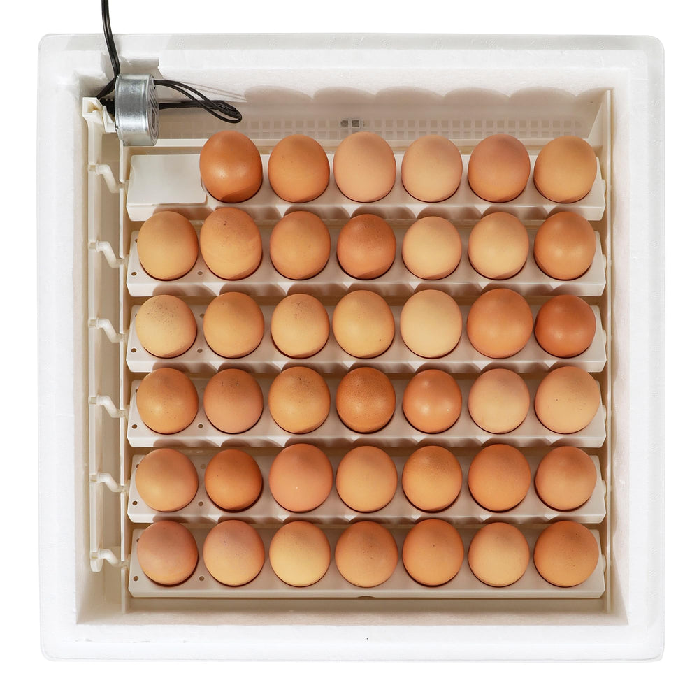 Farm Innovators 360° window lifestyle shot allowing observation without disturbing hatch benefit
