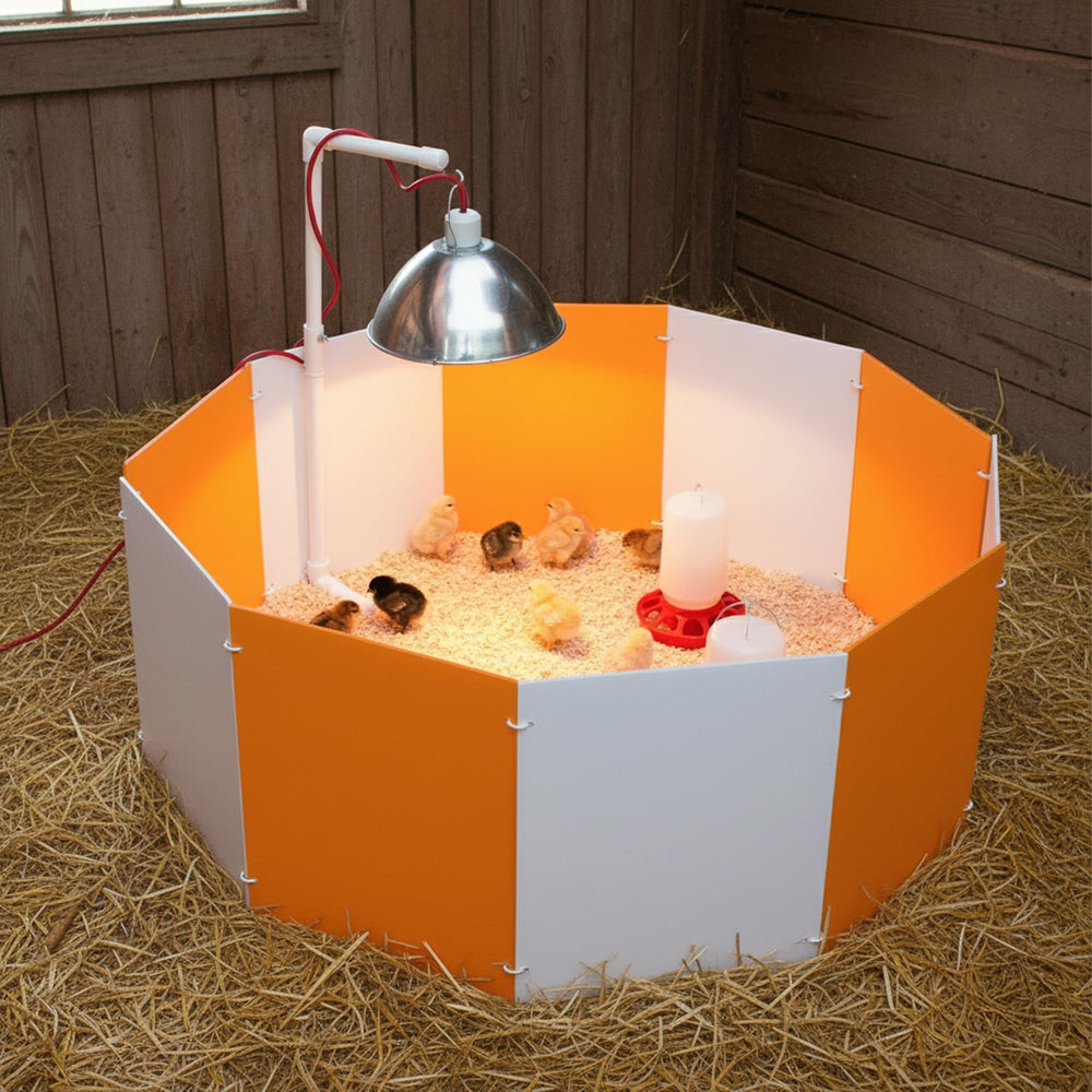 Farm Innovators chicks inside the corral illustrating safe, contained brooding environment