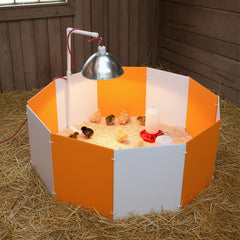 Farm Innovators chicks inside the corral illustrating safe, contained brooding environment
