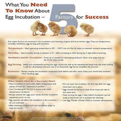Farm Innovators deep tray loaded with mixed chicken duck and goose eggs demonstrating capacity