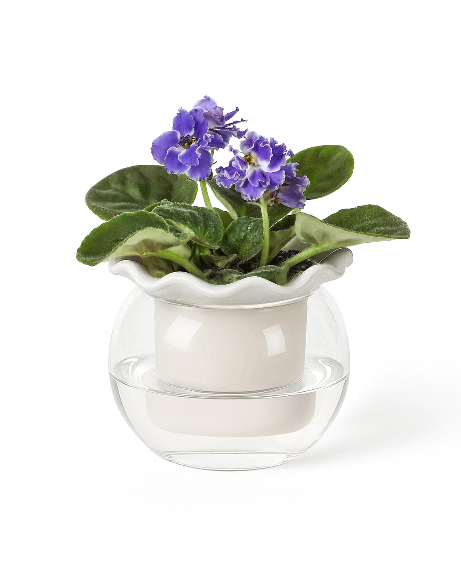 Fayoula front view 6-inch pot showing sleek planter and clean design benefit