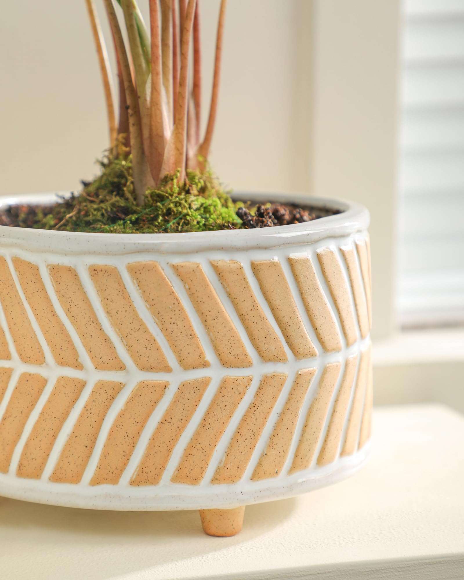 Fayoula planters holding aloe plants demonstrating healthy drainage and display