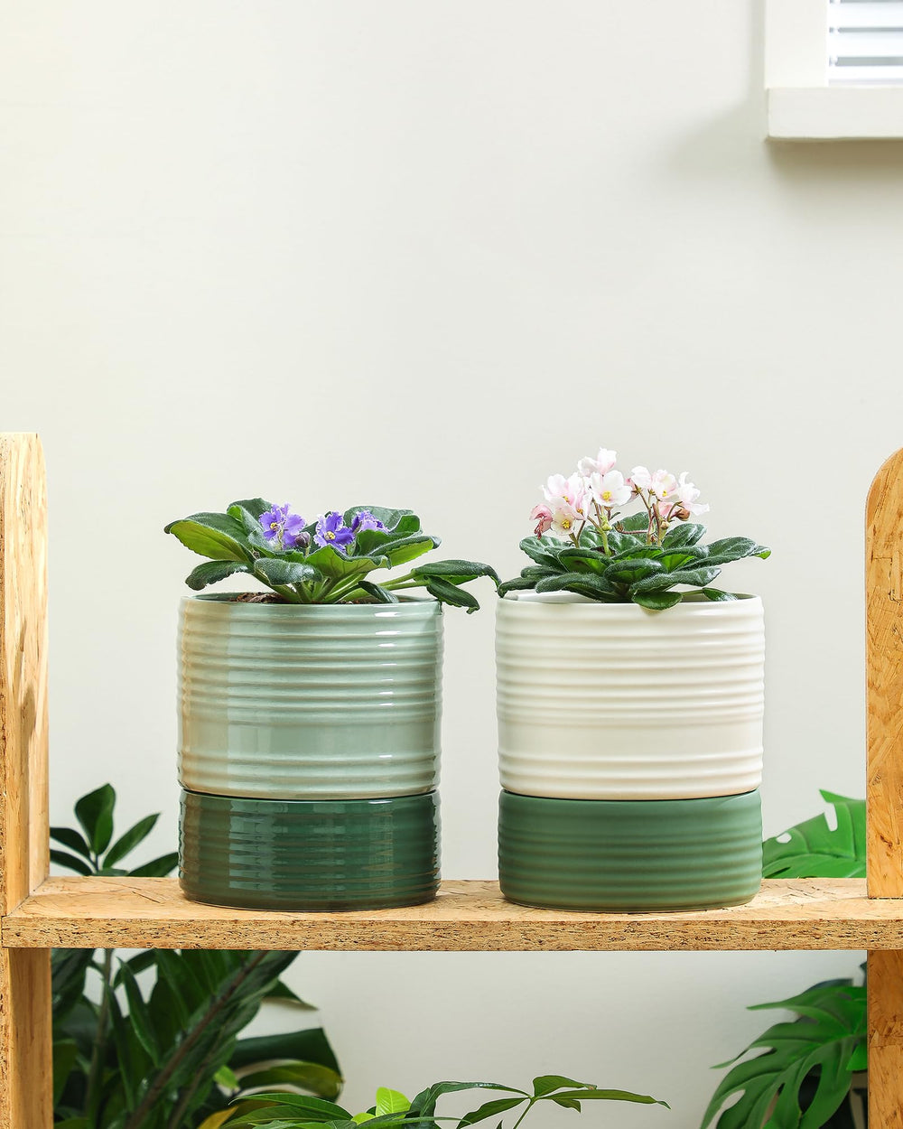 Fayoula lifestyle desk display showing decorative appeal and low maintenance care