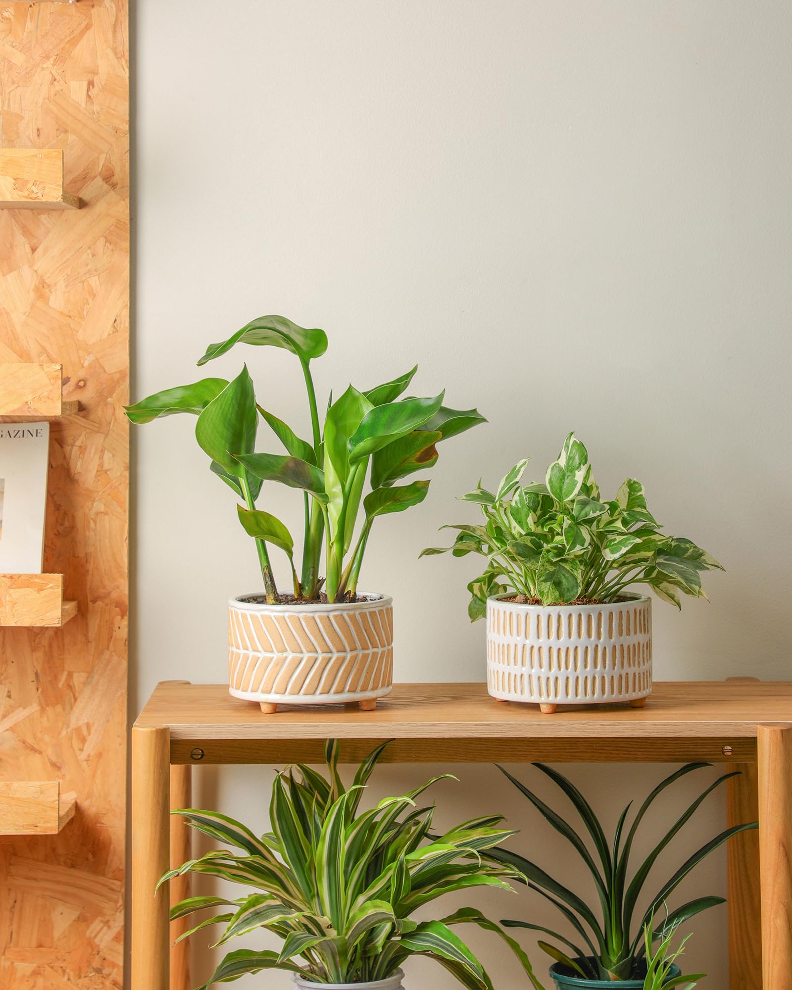 Fayoula styled on a living room shelf adding neutral decor and plant accent