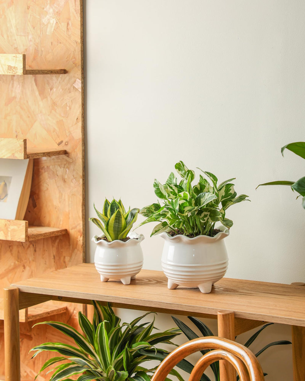 Fayoula duo styled on wooden shelf blending with home decor and texture