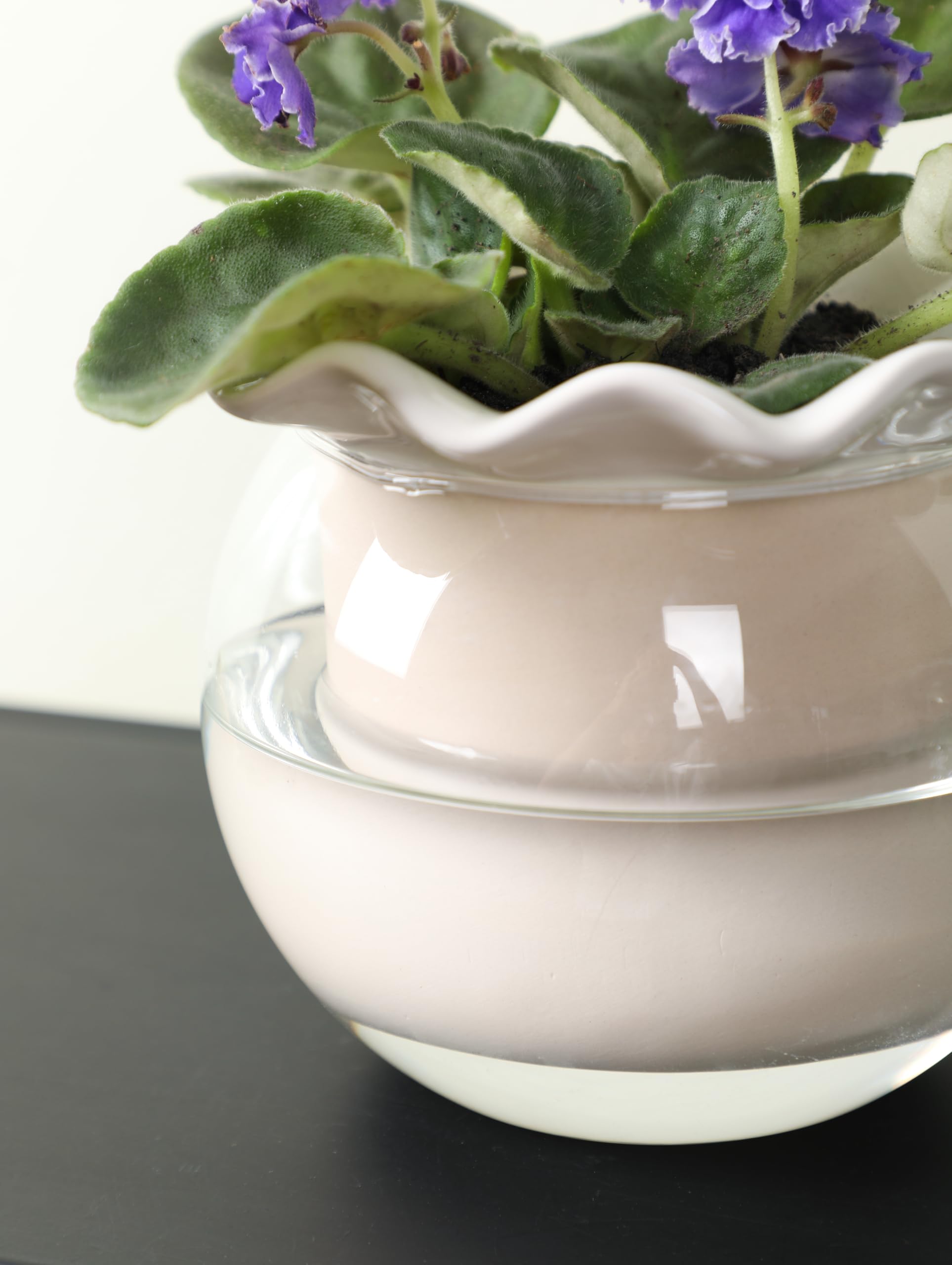 Fayoula repotting and cleaning process showing easy maintenance benefit