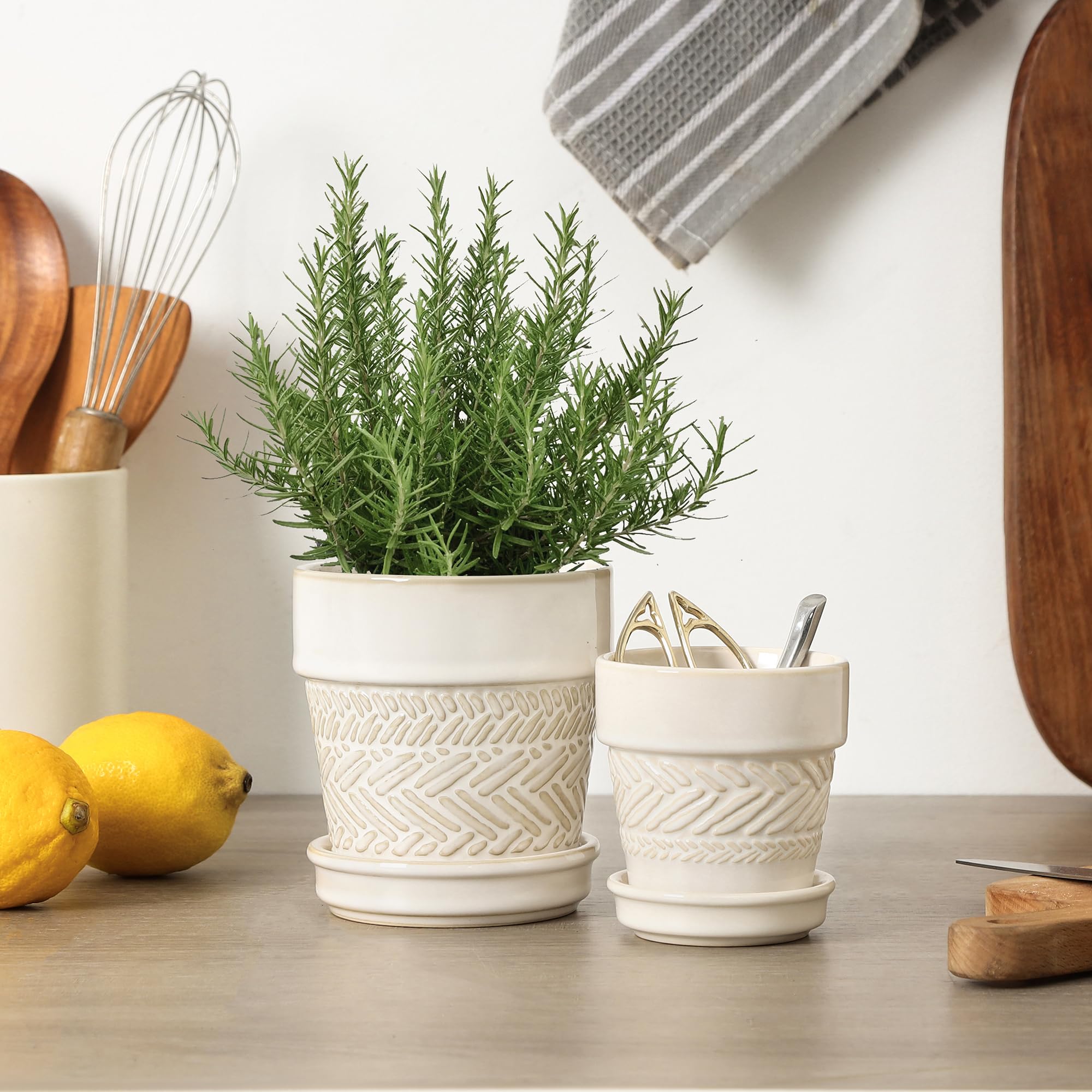 Fayoula pot next to ruler demonstrating compact 3-inch size for small plants