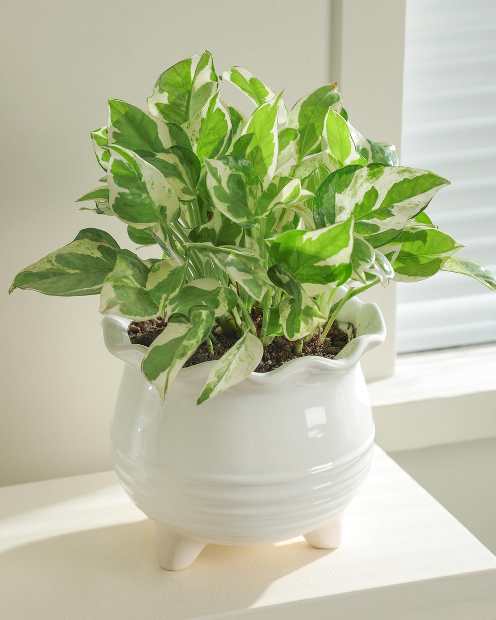 Fayoula planter holding succulent on windowsill adding tidy green accent
