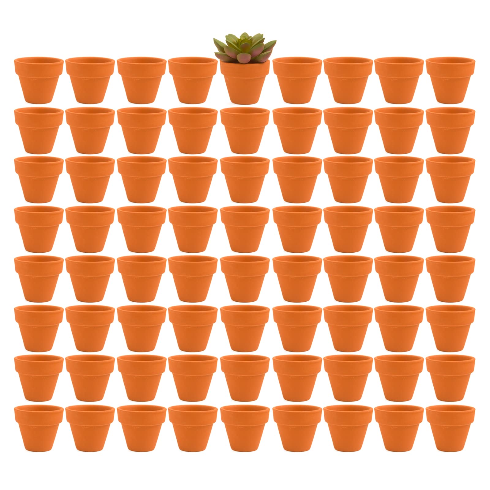 Fcacti front view of 72 terracotta pots showing value and bulk