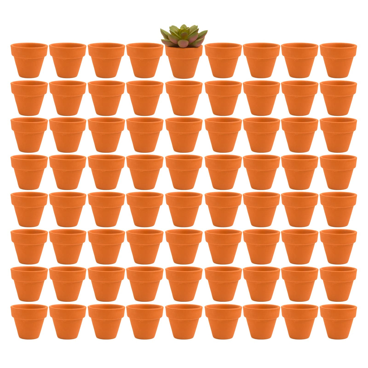 Fcacti front view of 72 terracotta pots showing value and bulk