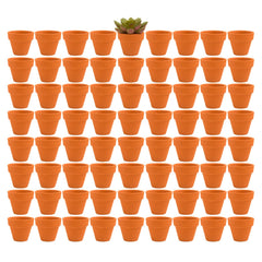 Fcacti front view of 72 terracotta pots showing value and bulk