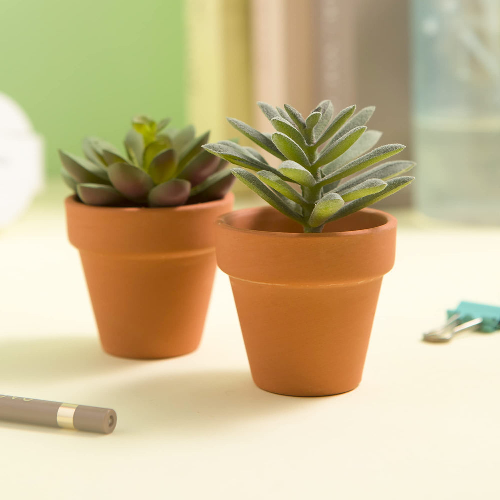 Fcacti planted succulent in a mini pot on a windowsill illustrating healthy small-plant display use