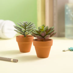 Fcacti potted mini succulent on windowsill showing compact display benefit
