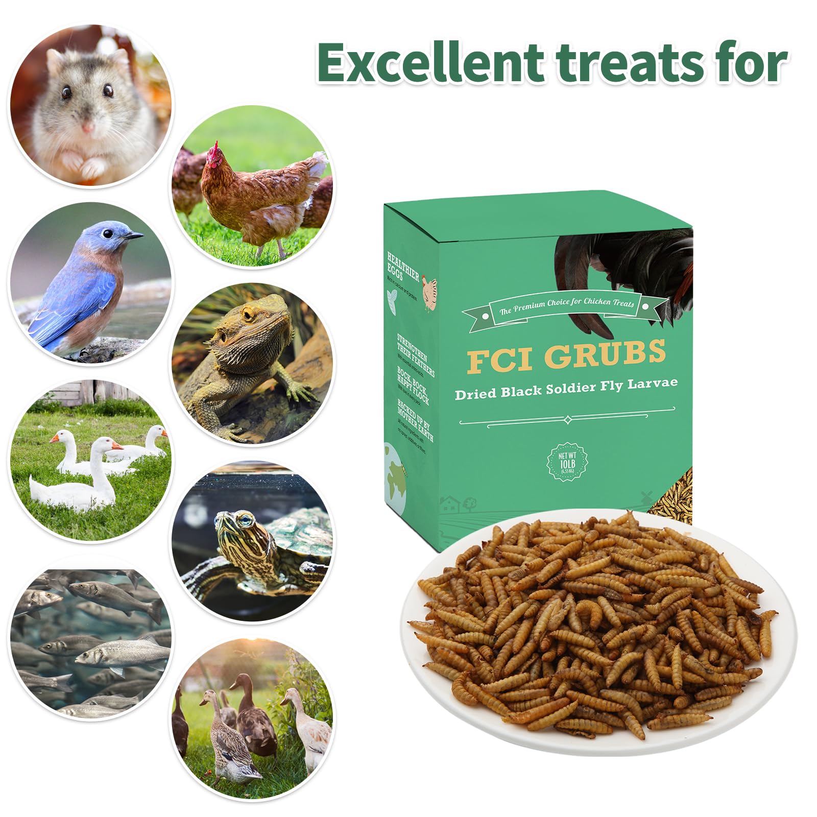 FCI GRUBS en comedero de jardín atrayendo aves silvestres