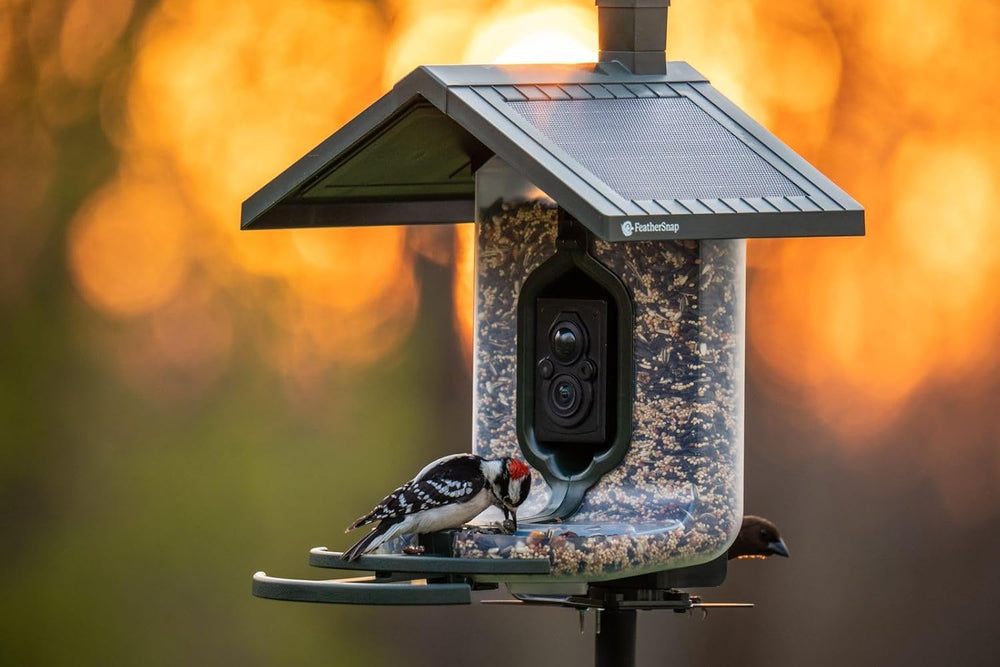 FeatherSnap lifestyle backyard scene showing feeder attracting diverse birds benefit