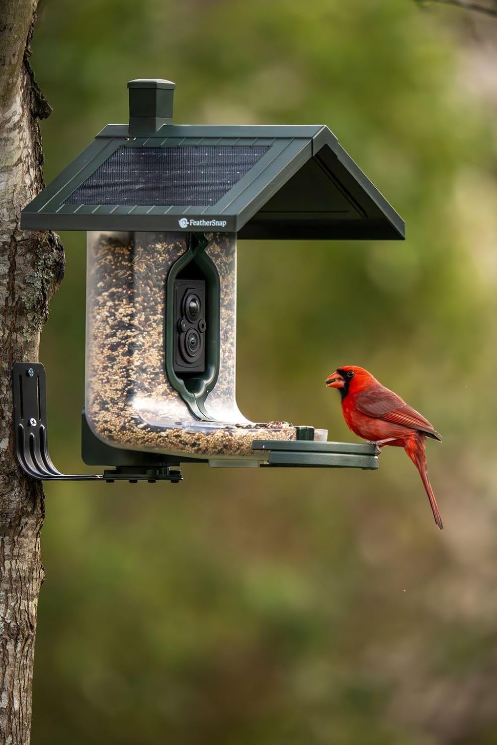FeatherSnap night vision shot capturing nocturnal visitors with clarity benefit