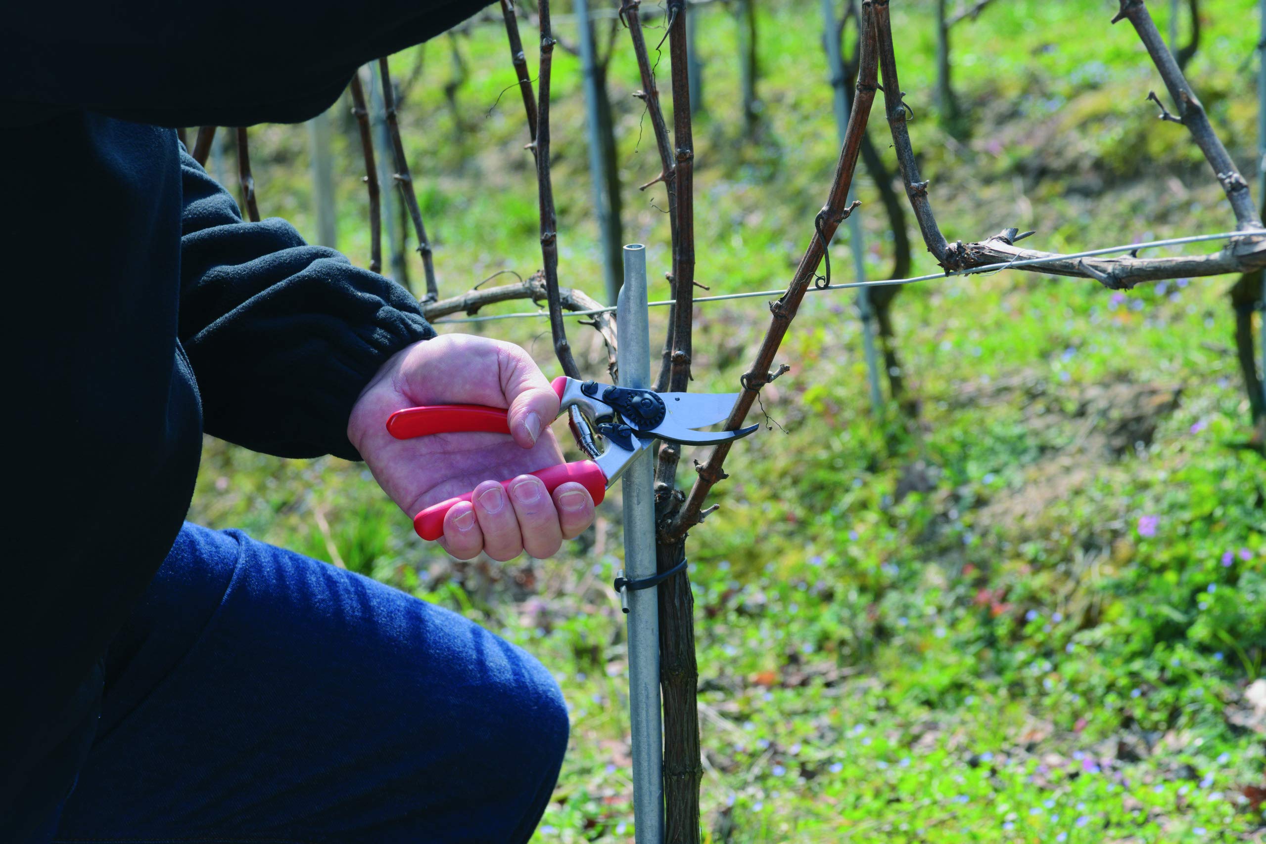 FELCO F17 pruning a rose bush illustrating accurate tidy cuts