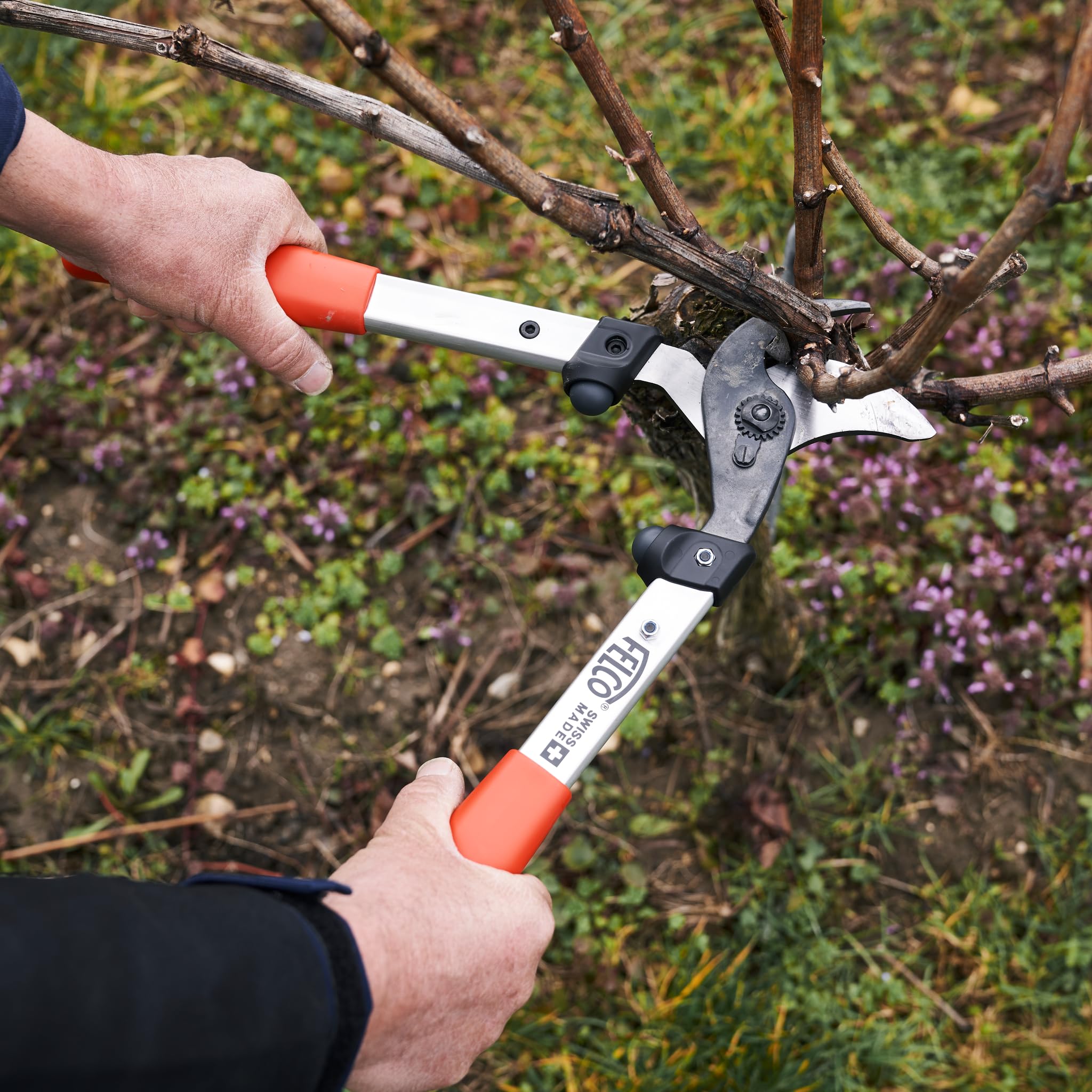 FELCO loppers in use pruning a small tree demonstrating precise cuts