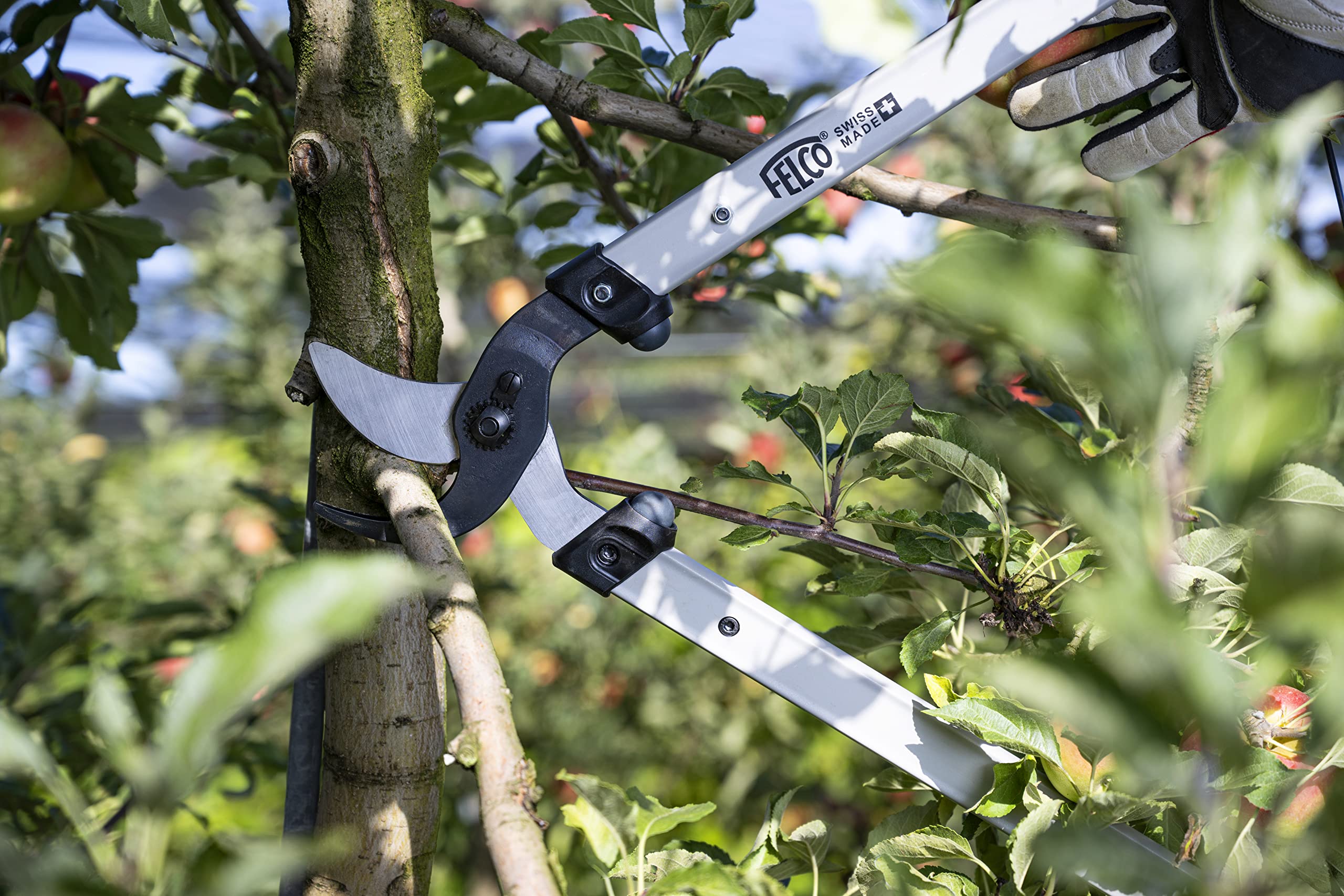 FELCO F221-80 used on orchard branch, long reach and low fatigue benefit