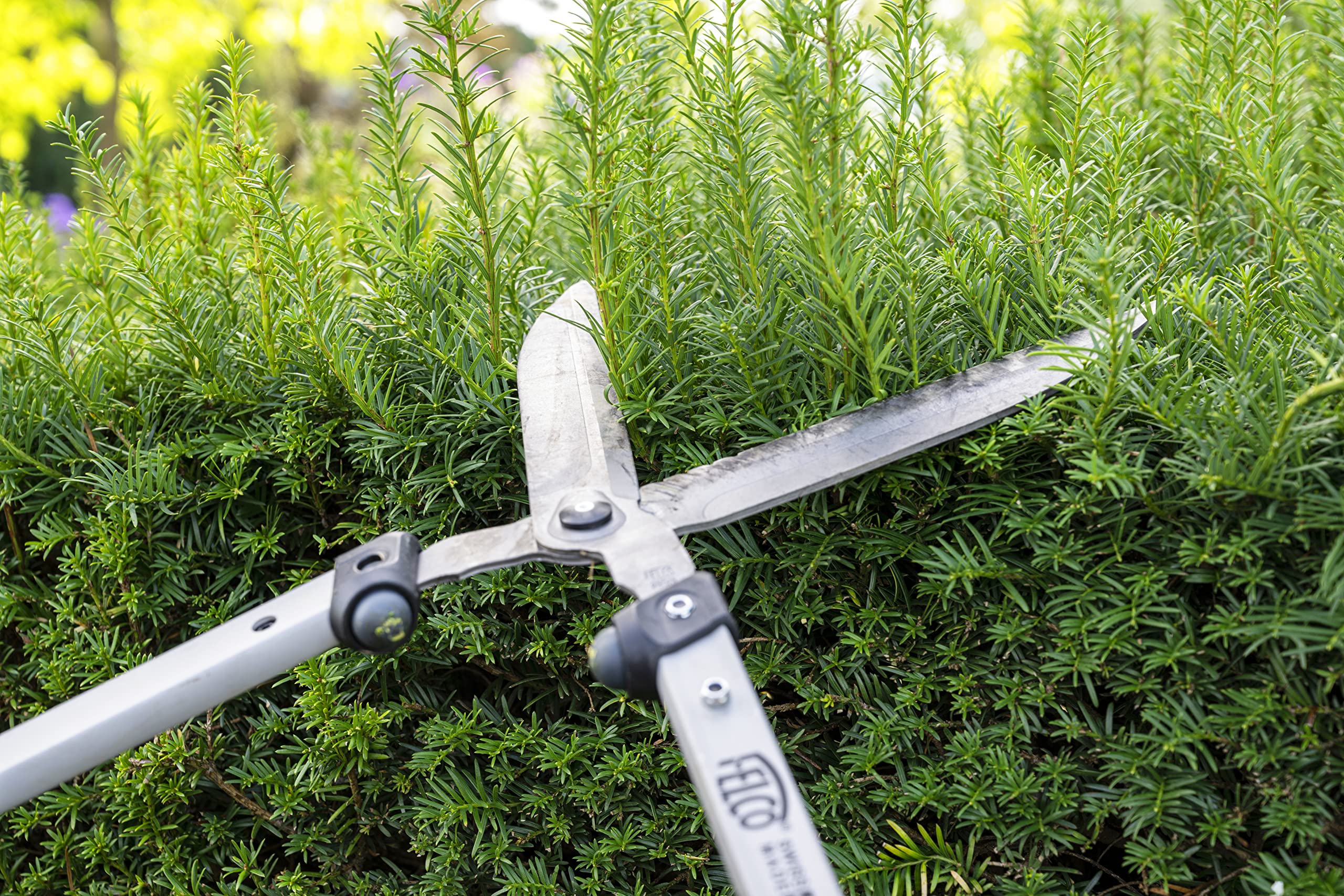 FELCO F250-57 in garden use trimming a hedge demonstrating reach and ergonomic handling