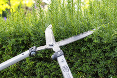 FELCO F250-57 in garden use trimming a hedge demonstrating reach and ergonomic handling