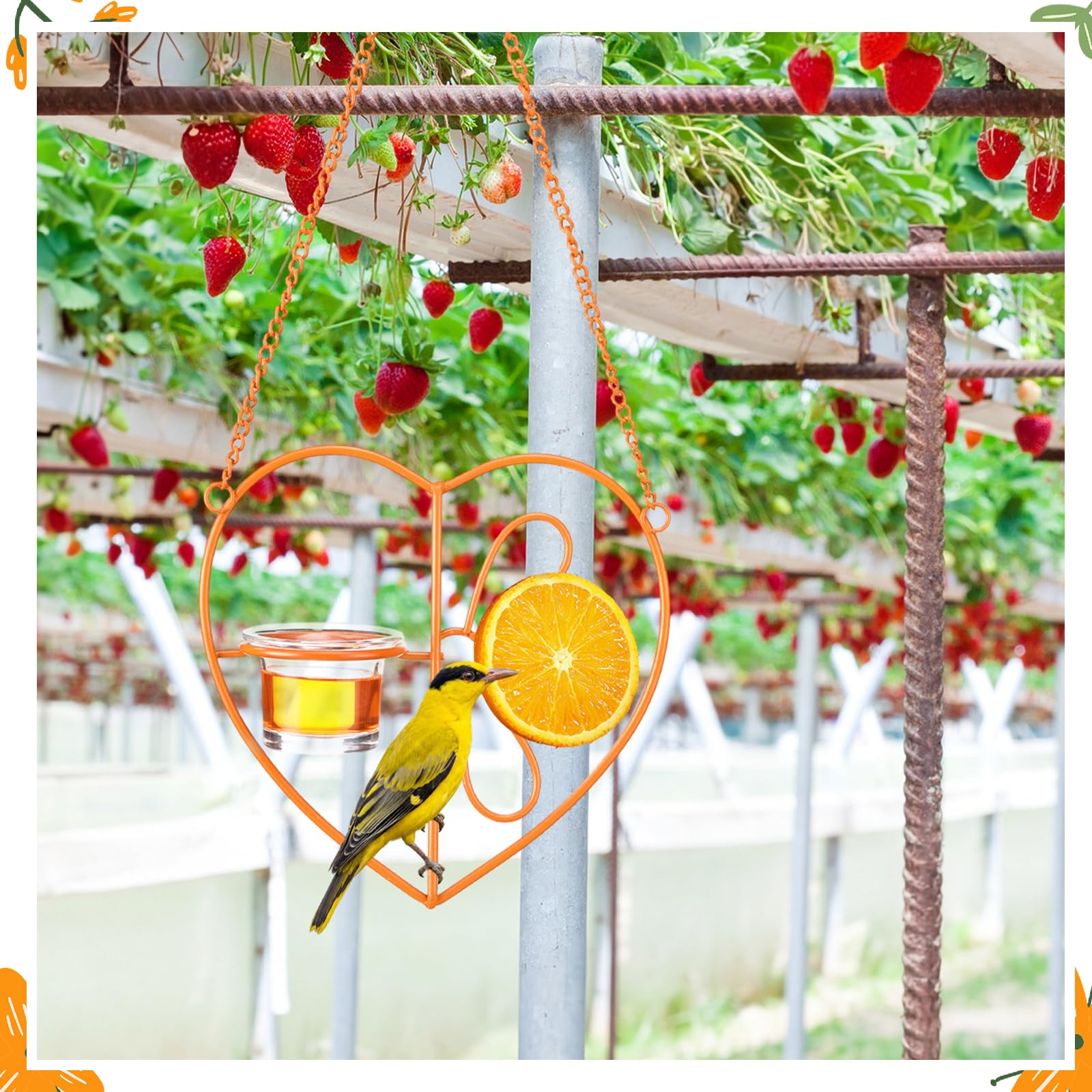 ferrochef feeder with orange halves demonstrating fruit feeding convenience