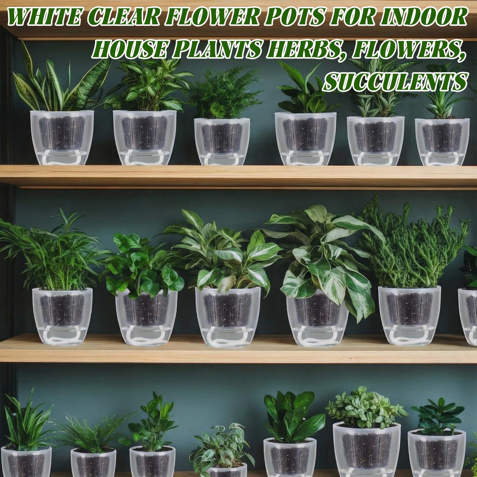 Ferrochef full pack of 36 arranged showing value and consistent planting setup