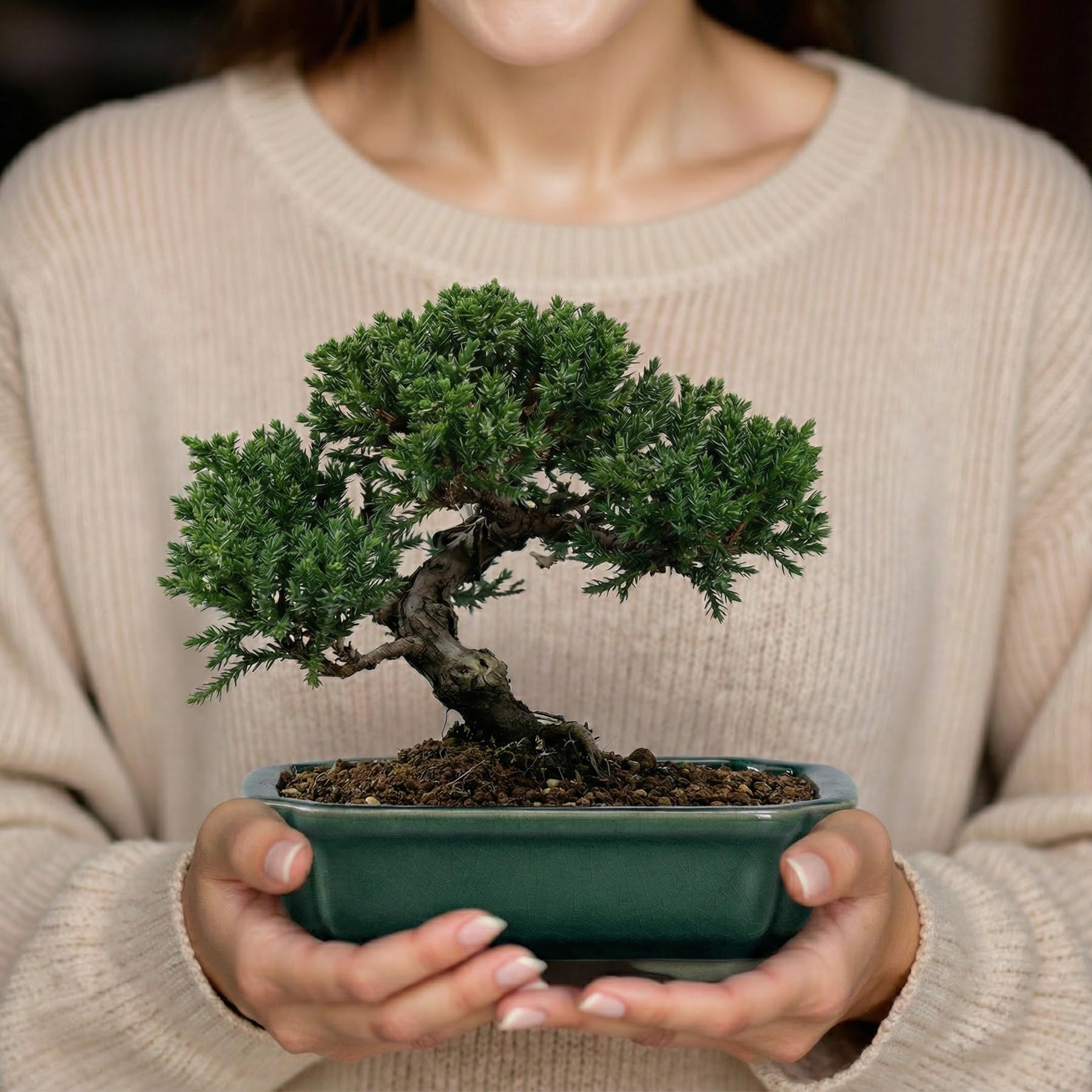 FFPOPU in use on an office desk demonstrating calming greenery and compact footprint benefits