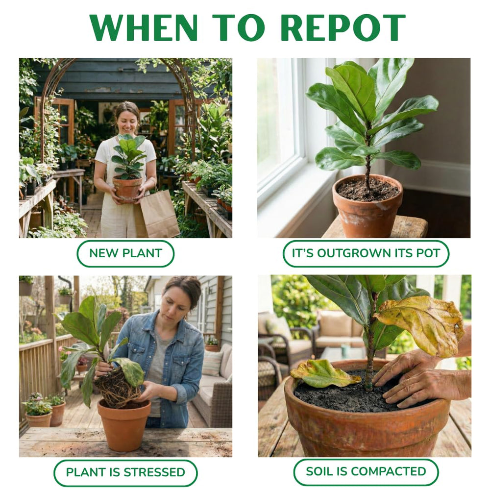 Fiddle Leaf Fig Plant Food open resealable bag preserving freshness benefit
