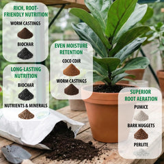 Fiddle Leaf Fig Plant Food being used to repot demonstrating easier transplanting benefit
