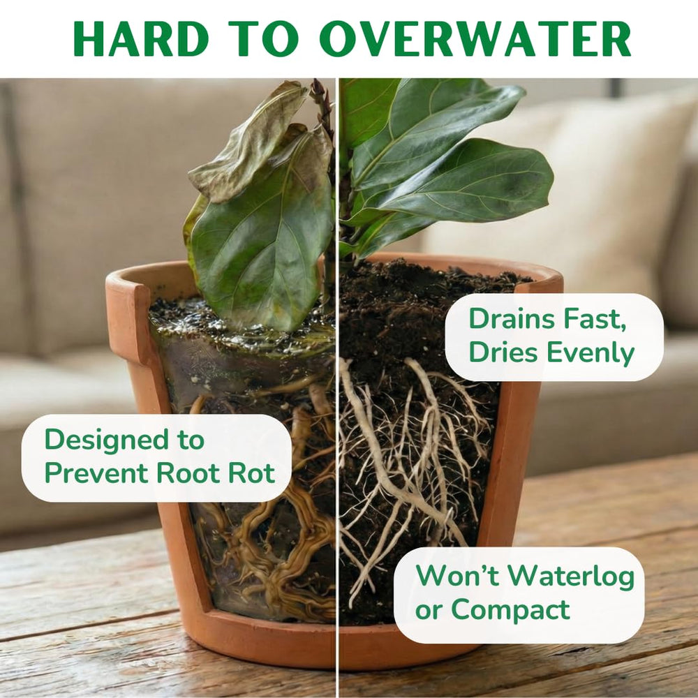 Fiddle Leaf Fig Plant Food next to root ball showing improved root development benefit
