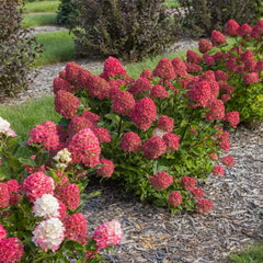 First Editions Spring Sizzle close-up of flower heads showing color transition and long-lasting display
