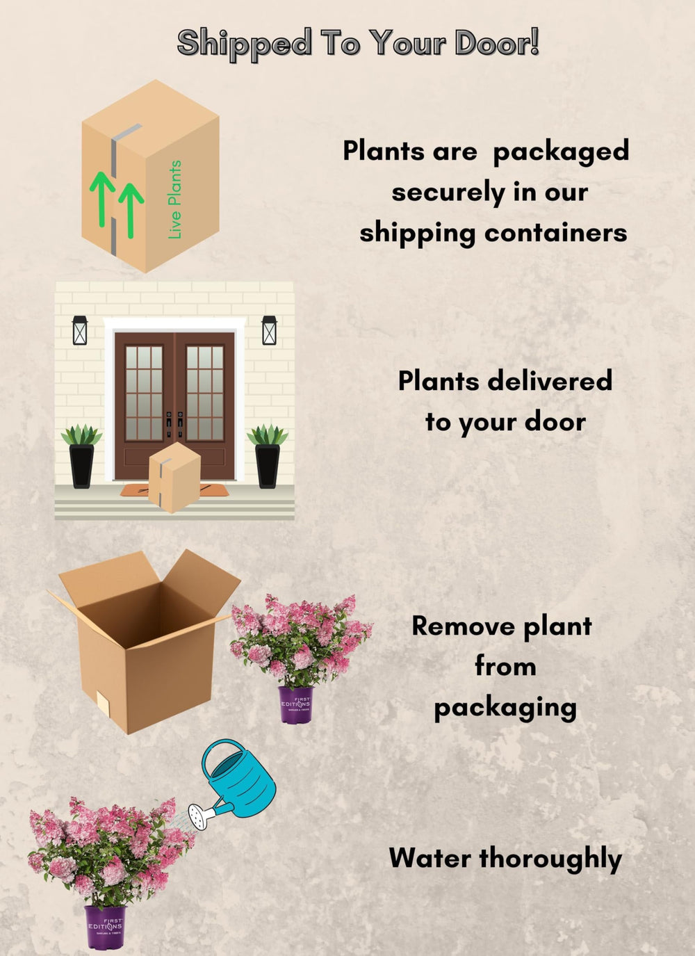 First Editions Spring Sizzle in a decorative container illustrating versatile use on patios