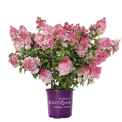 First Editions Spring Sizzle front view showing upright blooms and compact form for curb appeal