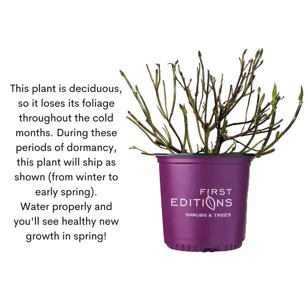 First Editions Spring Sizzle next to a yard stake showing expected mature size and spacing