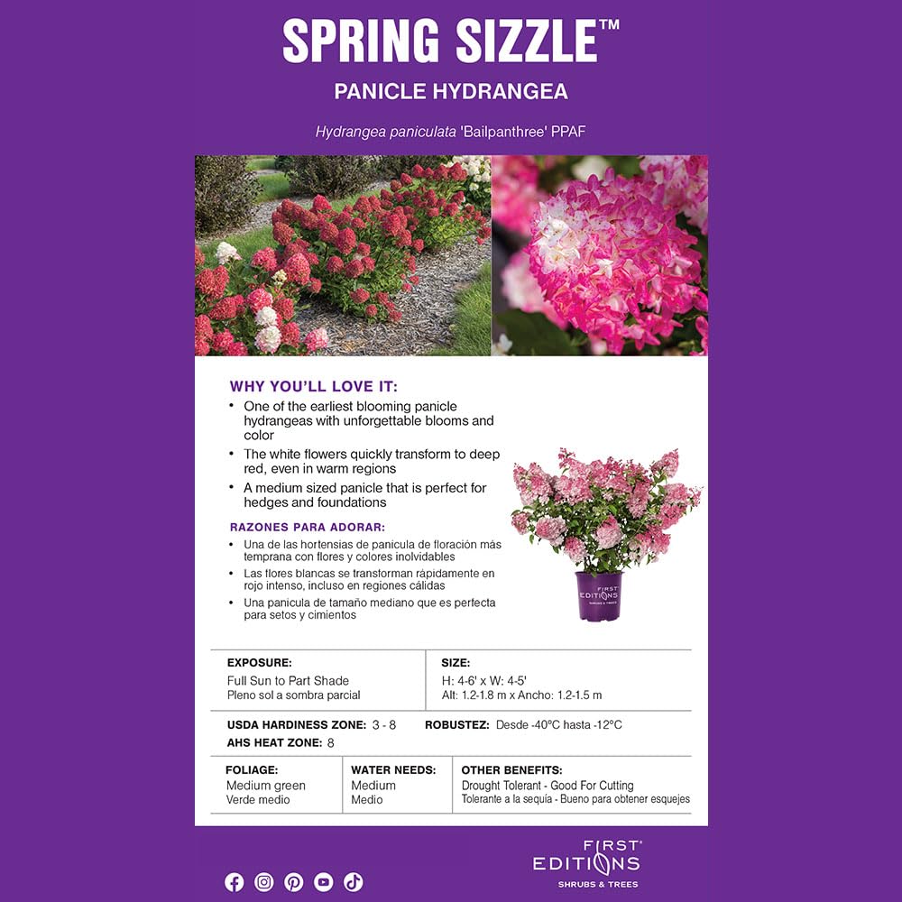 First Editions Spring Sizzle strong stems close-up demonstrating sturdy support and no flopping
