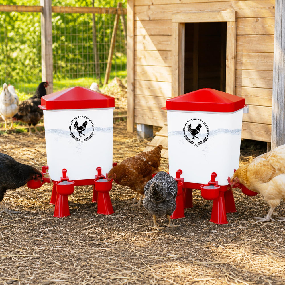 Flapiki in backyard coop with chickens showing practical multi-bird access benefit