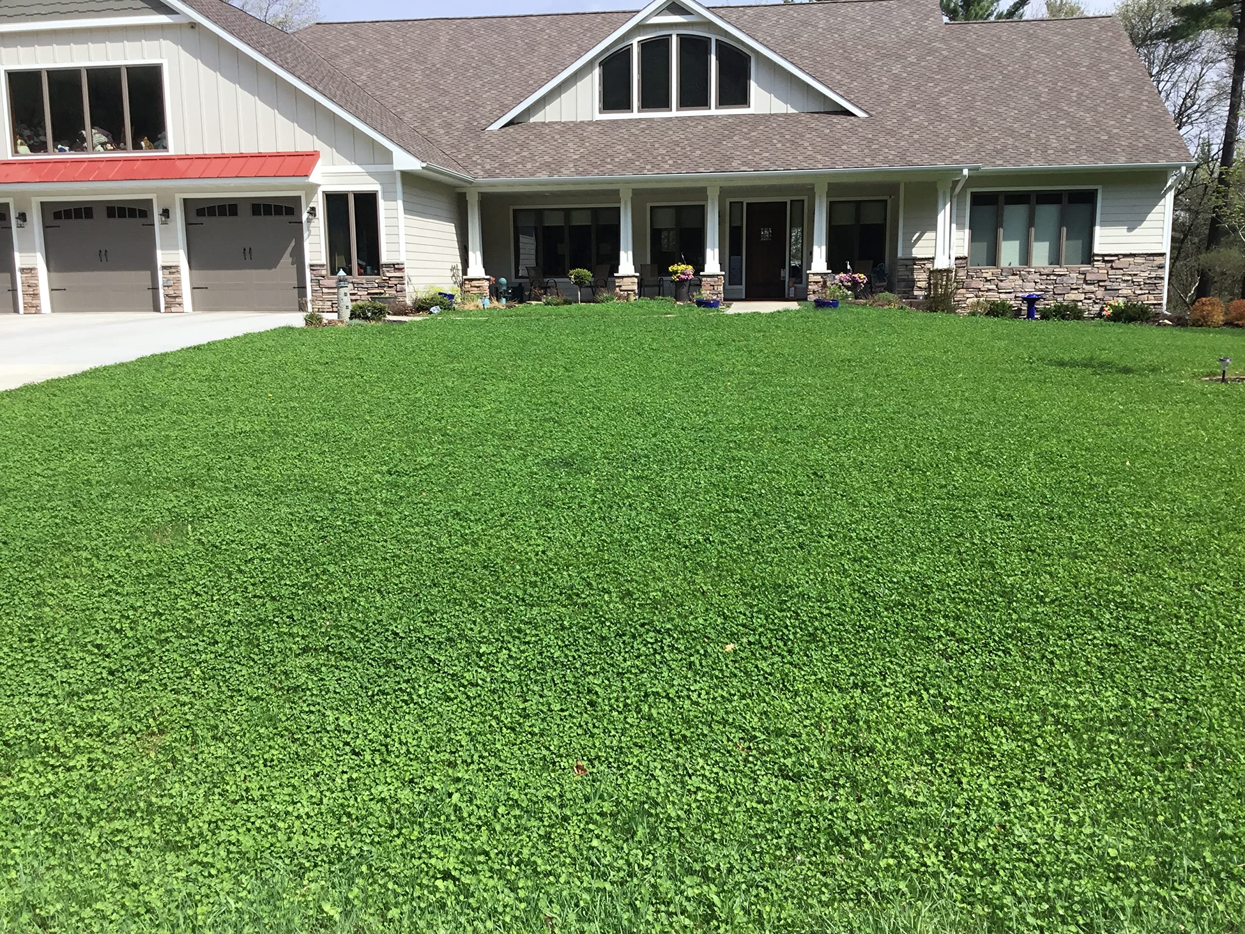 Flawn established flowering clover lawn wide view showcasing low-maintenance beauty