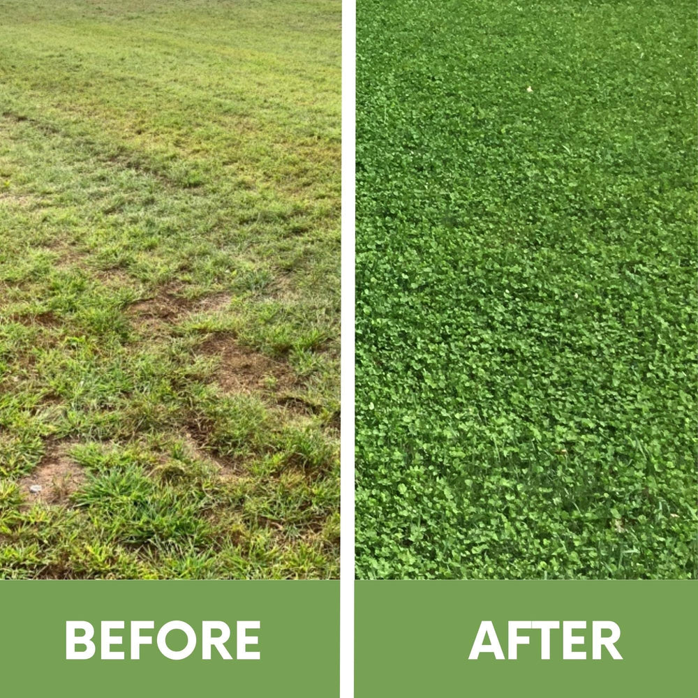Flawn micro clover seed coated grains close-up showing easy handling benefit