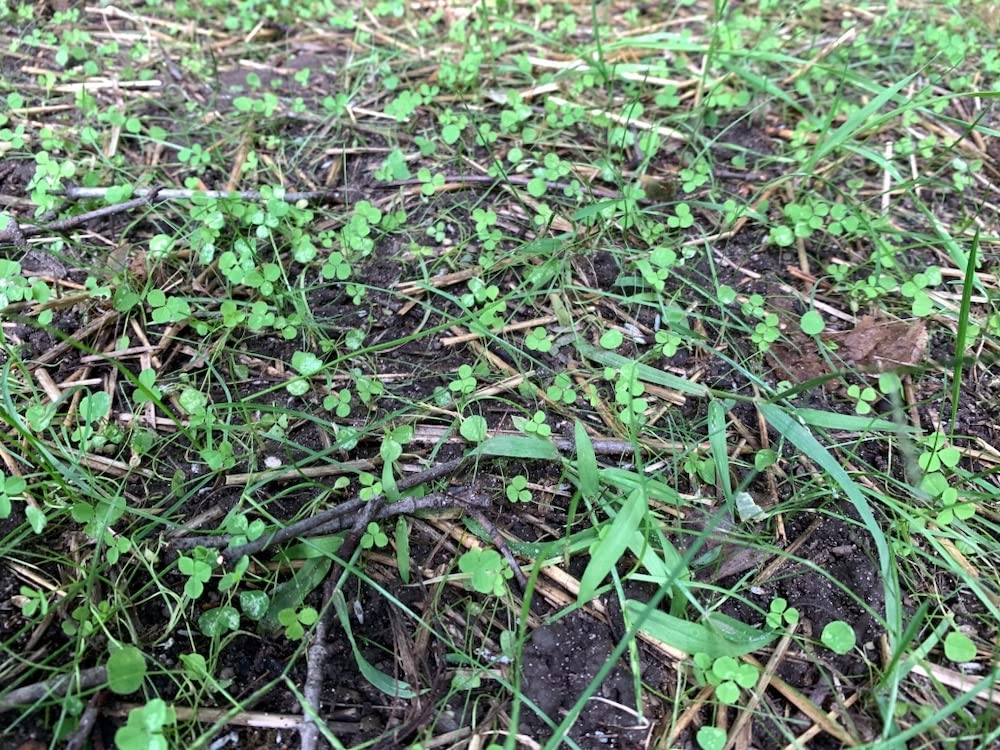 Flawn mowing demonstration at 2–3 inches showing reduced flower and pollinator control