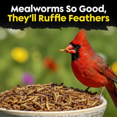 Flockin' close-up of dried mealworm texture, nutrient-dense protein
