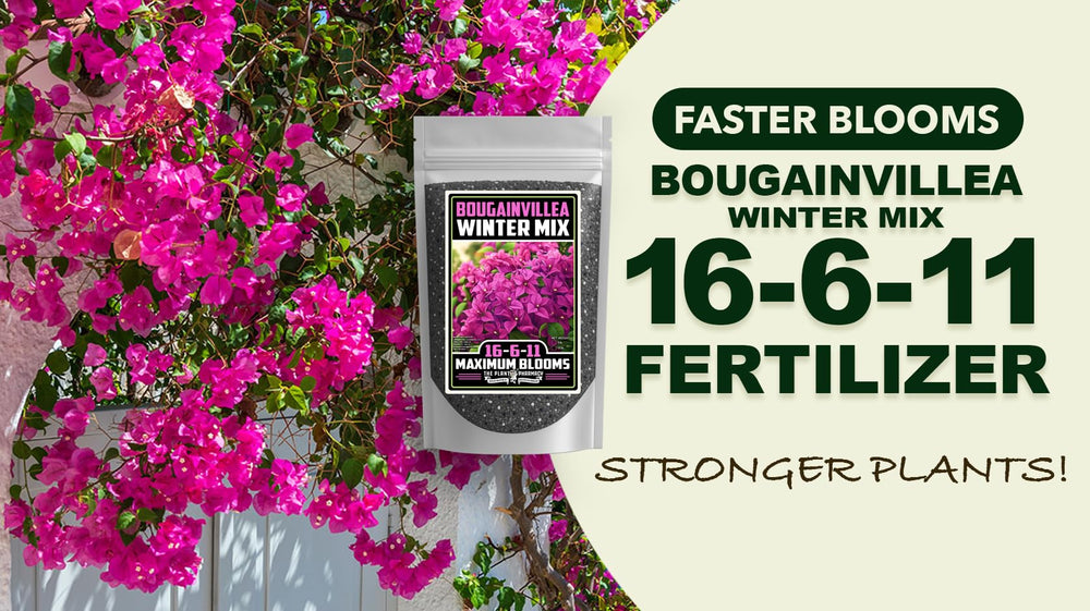 Florida Foliage used on bougainvillea in landscape for vibrant winter foliage
