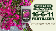 Florida Foliage used on bougainvillea in landscape for vibrant winter foliage